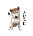 世界一可愛い柴犬シェリーちゃんスタンプ（個別スタンプ：20）