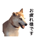 世界一可愛い柴犬シェリーちゃんスタンプ（個別スタンプ：21）