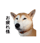 世界一可愛い柴犬シェリーちゃんスタンプ（個別スタンプ：22）
