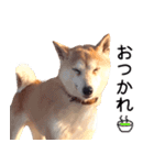 世界一可愛い柴犬シェリーちゃんスタンプ（個別スタンプ：23）
