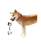 世界一可愛い柴犬シェリーちゃんスタンプ（個別スタンプ：24）