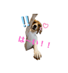 ビーグル犬 GenGen！（個別スタンプ：17）