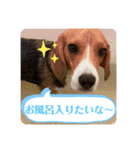 ビーグル犬 GenGen！（個別スタンプ：20）