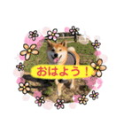 いかり家のゆず②（個別スタンプ：1）
