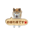 いかり家のゆず②（個別スタンプ：3）