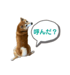 いかり家のゆず②（個別スタンプ：12）