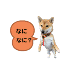 いかり家のゆず②（個別スタンプ：16）