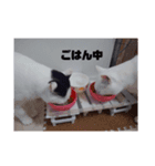 うーにゃんみーにゃん03（個別スタンプ：3）