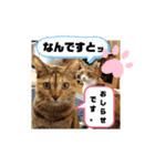 アイラブにゃんこ（個別スタンプ：1）