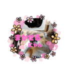 アイラブにゃんこ（個別スタンプ：4）