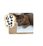 アイラブにゃんこ（個別スタンプ：5）
