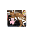 アイラブにゃんこ（個別スタンプ：7）