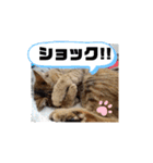 アイラブにゃんこ（個別スタンプ：8）