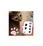 アイラブにゃんこ（個別スタンプ：9）