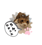 アイラブにゃんこ（個別スタンプ：10）
