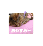 アイラブにゃんこ（個別スタンプ：11）