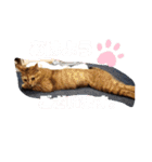 アイラブにゃんこ（個別スタンプ：13）