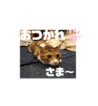 アイラブにゃんこ（個別スタンプ：14）