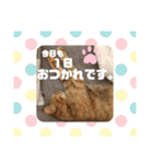 アイラブにゃんこ（個別スタンプ：16）