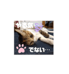 アイラブにゃんこ（個別スタンプ：17）