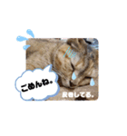 アイラブにゃんこ（個別スタンプ：26）