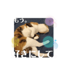 アイラブにゃんこ（個別スタンプ：28）