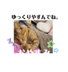 アイラブにゃんこ（個別スタンプ：31）
