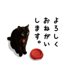 黒猫ノロのちまちまスタンプ（個別スタンプ：3）