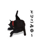 黒猫ノロのちまちまスタンプ（個別スタンプ：23）