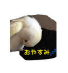コザクラのポポちゃん（個別スタンプ：3）
