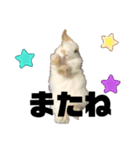 ぽぽんですよ。（個別スタンプ：1）