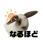 ぽぽんですよ。（個別スタンプ：2）