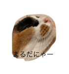 まるのスタンプにゃにゃーん2（個別スタンプ：1）