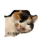 まるのスタンプにゃにゃーん2（個別スタンプ：4）