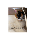 まるのスタンプにゃにゃーん2（個別スタンプ：8）