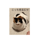 まるのスタンプにゃにゃーん2（個別スタンプ：9）