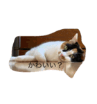 まるのスタンプにゃにゃーん2（個別スタンプ：13）