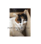 まるのスタンプにゃにゃーん2（個別スタンプ：21）