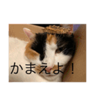 まるのスタンプにゃにゃーん2（個別スタンプ：24）