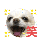 ましゅとくふぃのスタンプ（個別スタンプ：8）