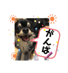 ましゅとくふぃのスタンプ（個別スタンプ：10）