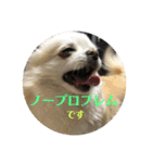 ましゅとくふぃのスタンプ（個別スタンプ：29）