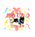 ましゅとくふぃのスタンプ（個別スタンプ：37）