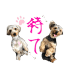 そらいろすたんぷ（個別スタンプ：11）