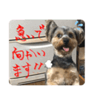 そらいろすたんぷ（個別スタンプ：12）