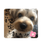 そらいろすたんぷ（個別スタンプ：20）