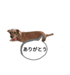 いぬのまろにーちゃん（個別スタンプ：2）