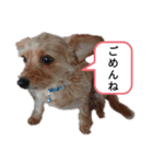 いぬのまろにーちゃん（個別スタンプ：3）