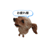 いぬのまろにーちゃん（個別スタンプ：4）