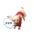 いぬのまろにーちゃん（個別スタンプ：6）